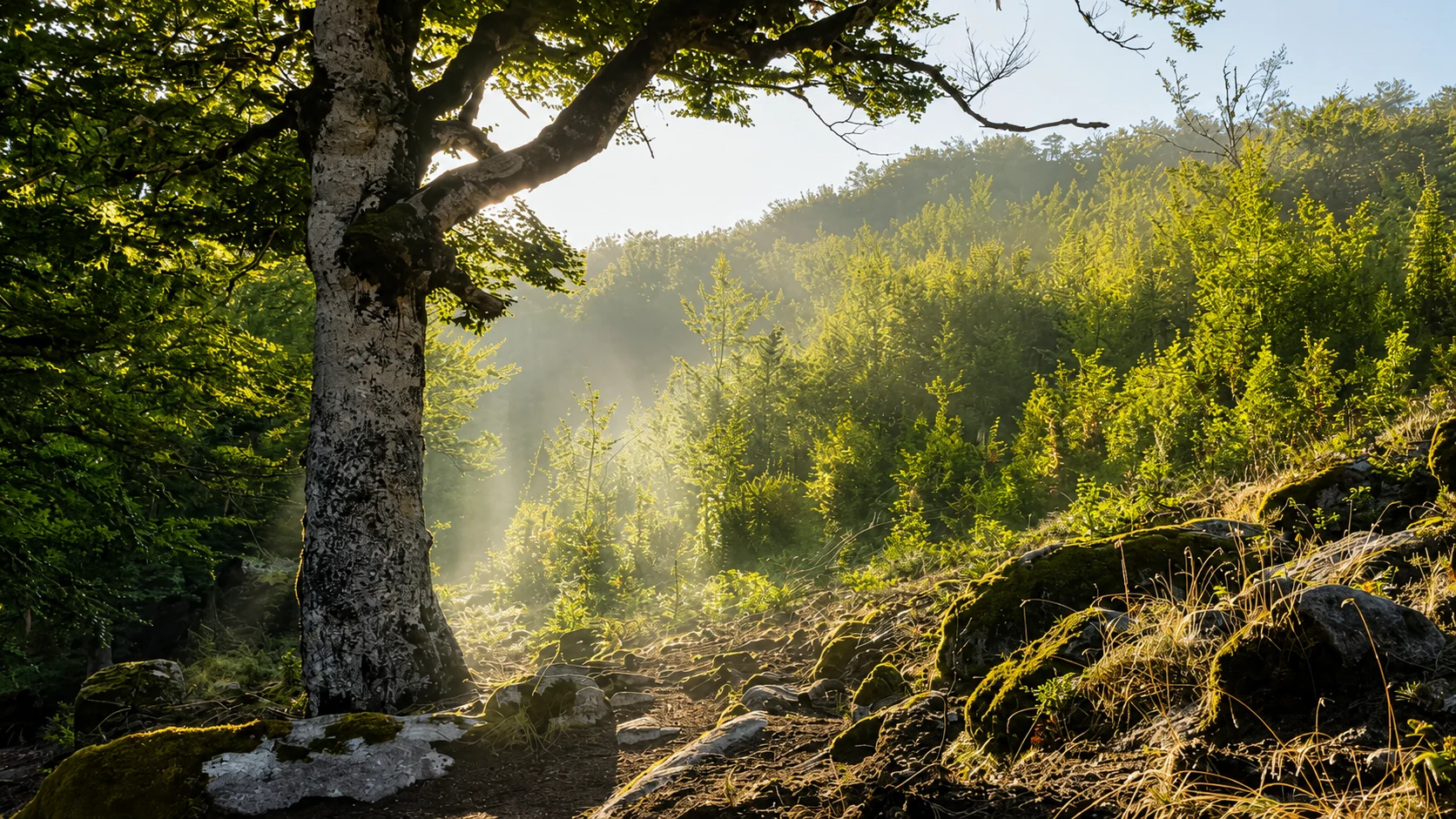 Lumière filtrée dans la forêt